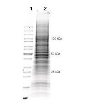 Coomassie stained SDS-PAGE of 35 μL of U-2OS Whole Cell Lysate (Ready-to-Use) separated in a 4-20% gradient gel under reducing conditions (lane 2). Molecular weight standards are shown in lane 1.